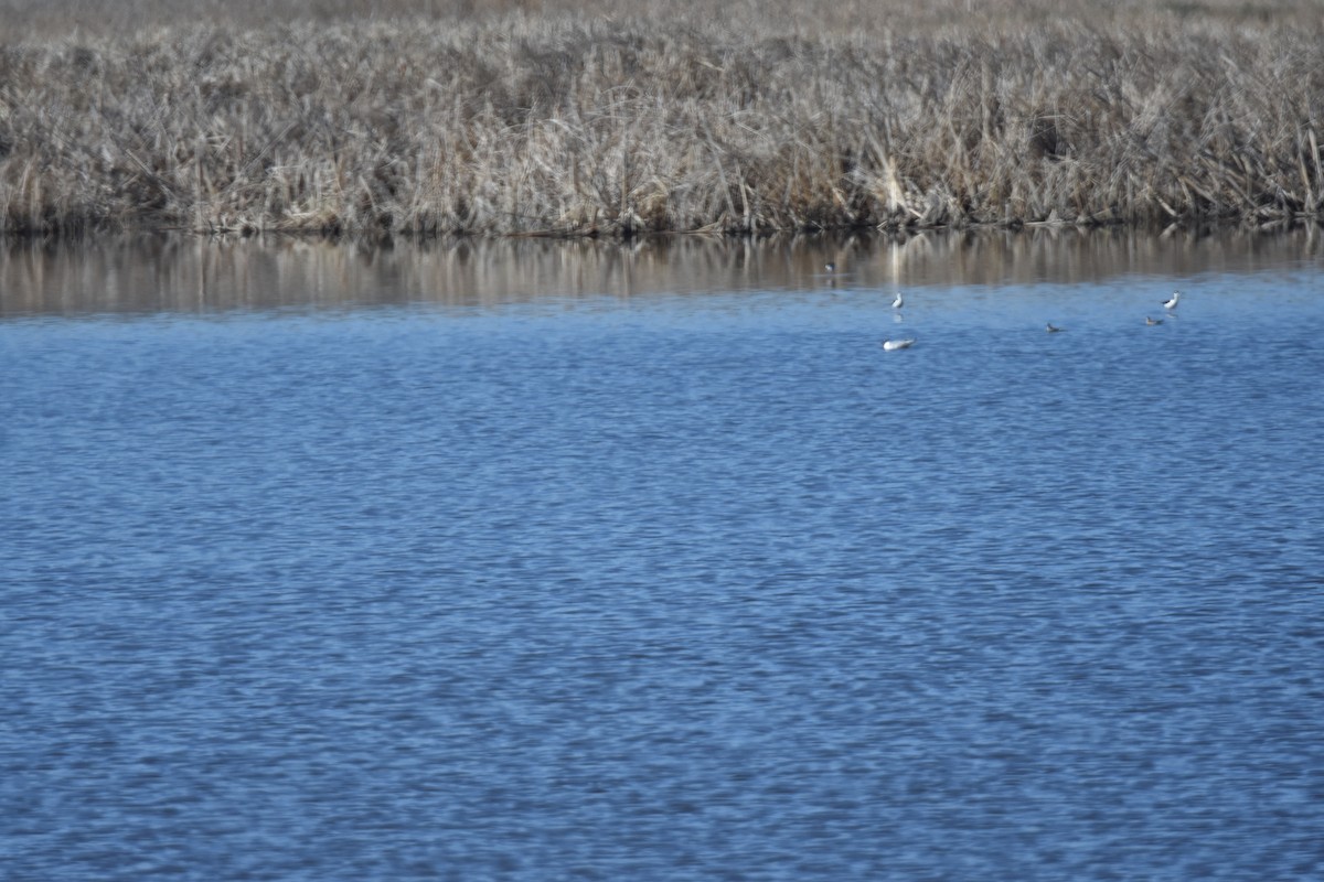 Mouette de Sabine - ML449576101