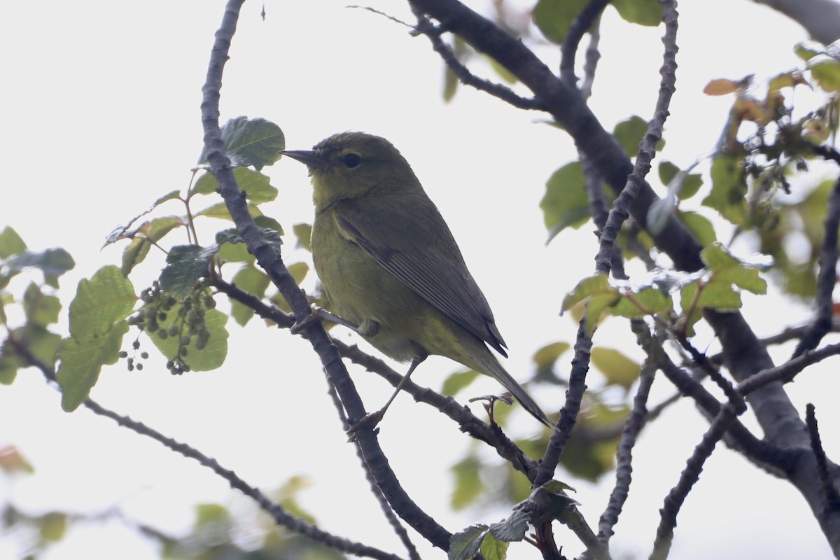 Orange-crowned Warbler (lutescens) - ML449577611