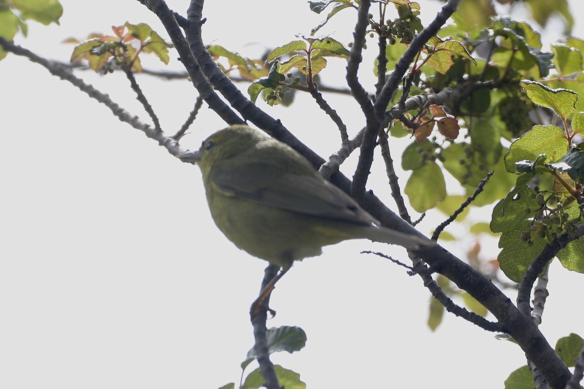 Orange-crowned Warbler (lutescens) - ML449577621