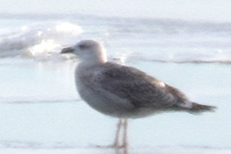 Great Black-backed Gull - Steven Mlodinow