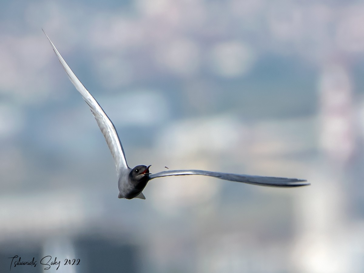 Black Tern - Saki Tsilianidis