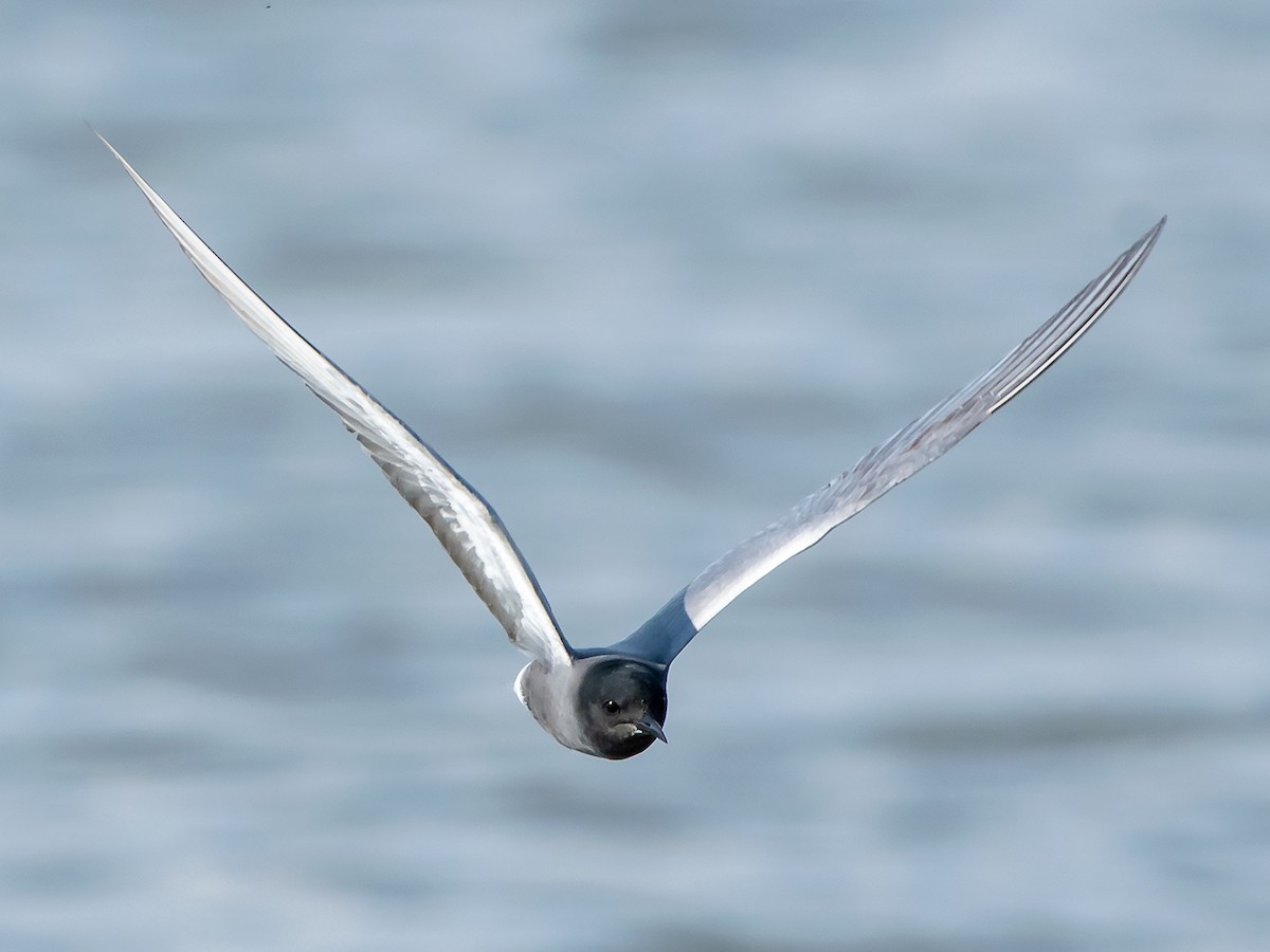 Black Tern - Saki Tsilianidis