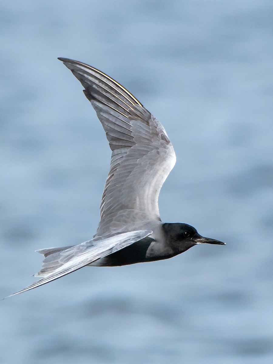 Black Tern - Saki Tsilianidis