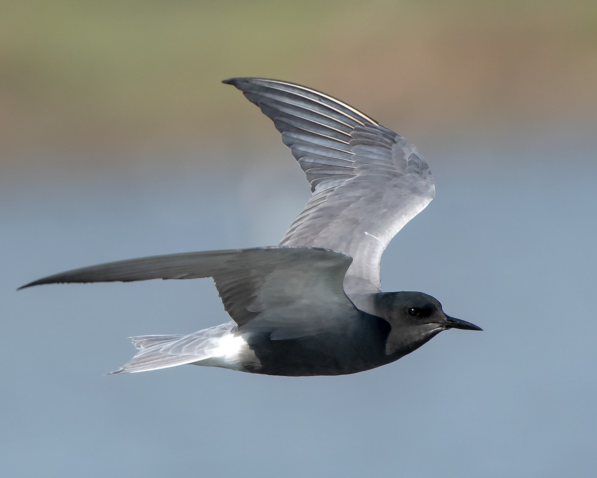 Black Tern - Saki Tsilianidis