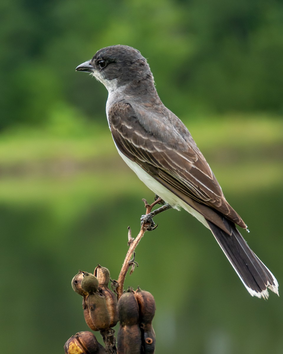 Eastern Kingbird - ML449578971