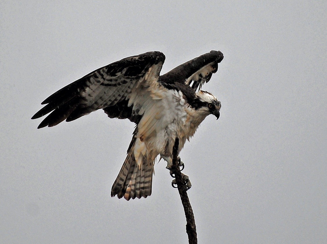 Águila Pescadora - ML449579281