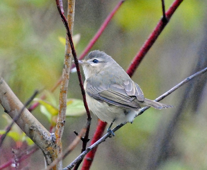 Warbling Vireo - ML449579381