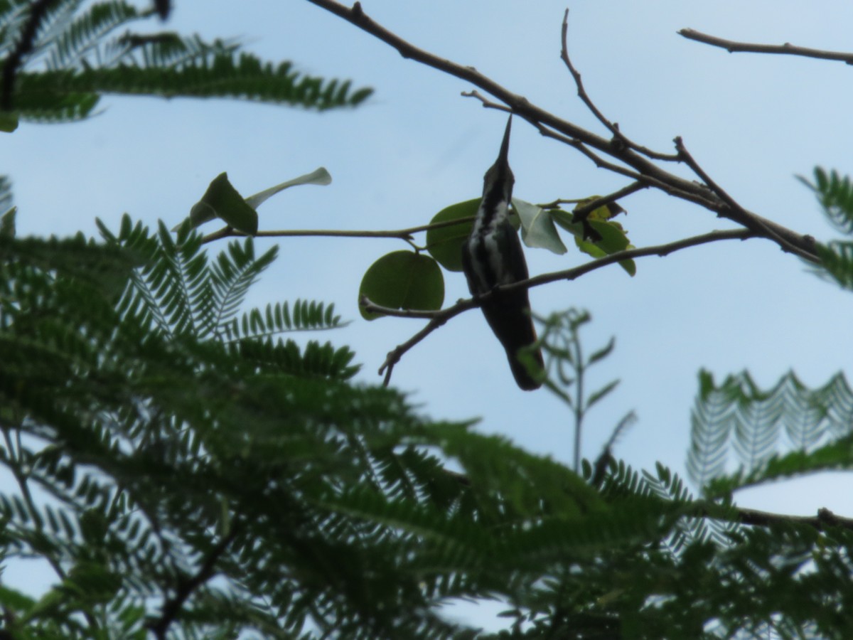 Black-throated Mango - ML449579441