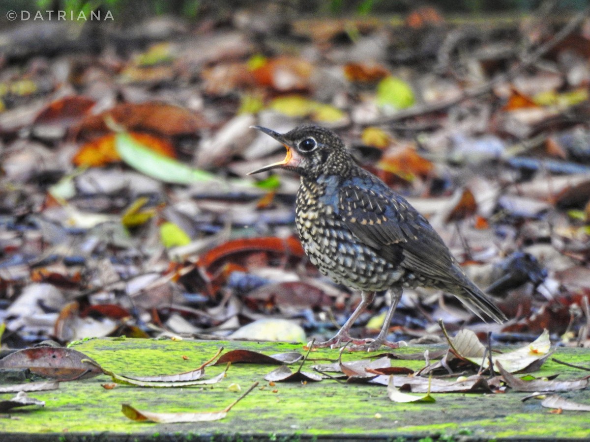 ML449579671 - Sunda Thrush - Macaulay Library