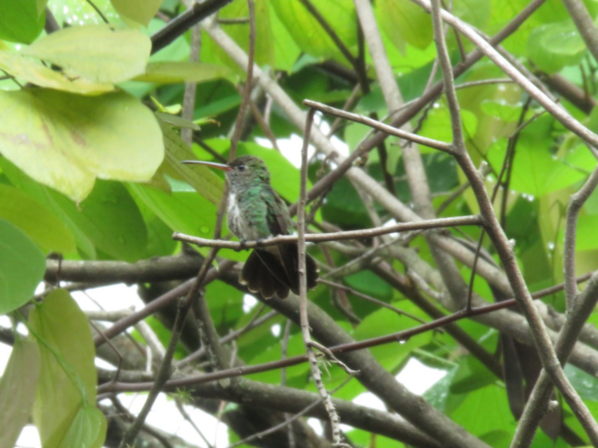 Glittering-throated Emerald - ML449580291