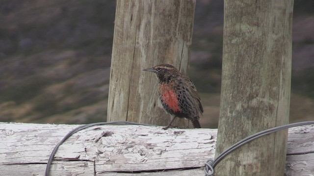 Long-tailed Meadowlark - ML449581051