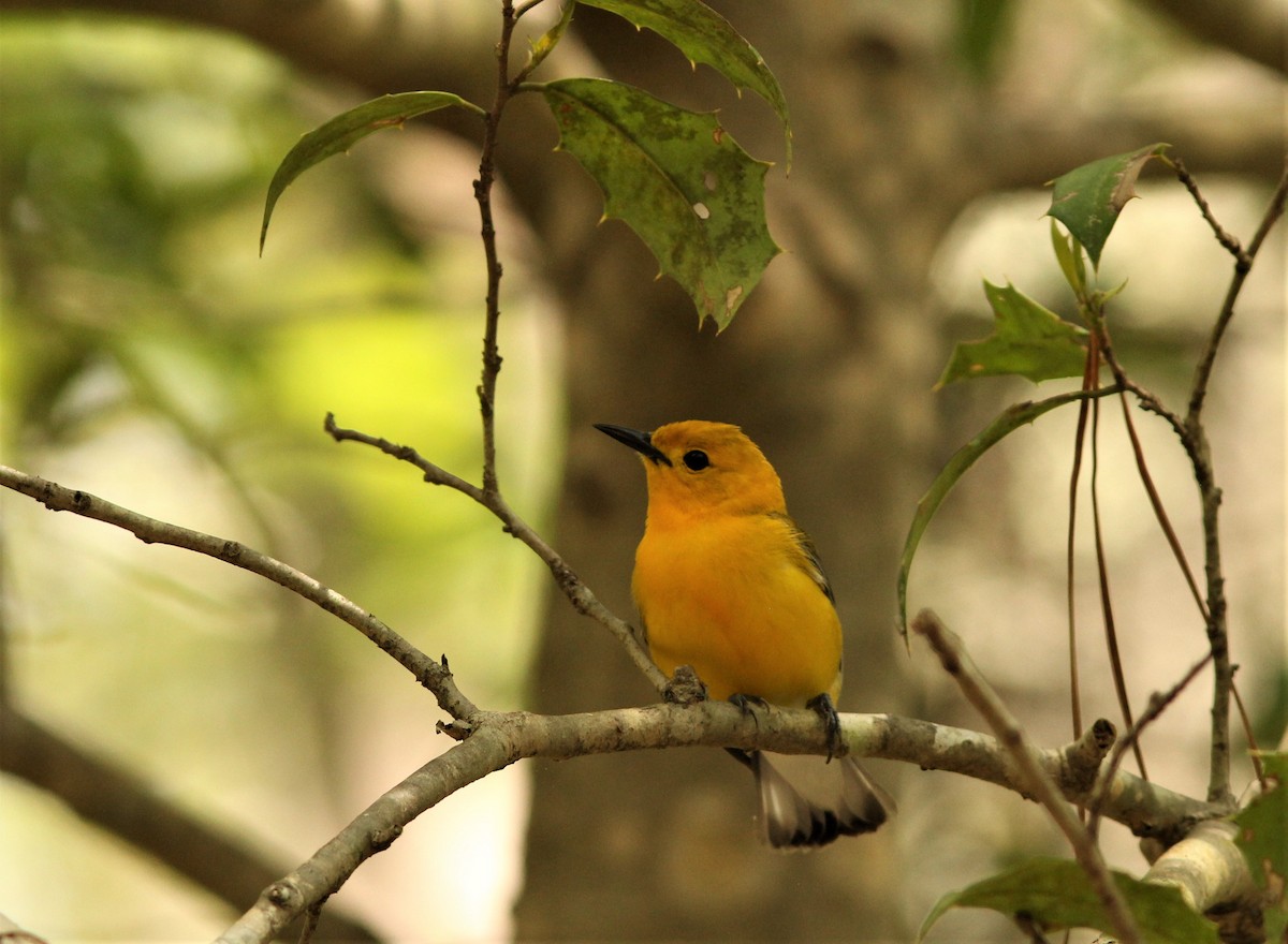 Prothonotary Warbler - Nancy Felicito