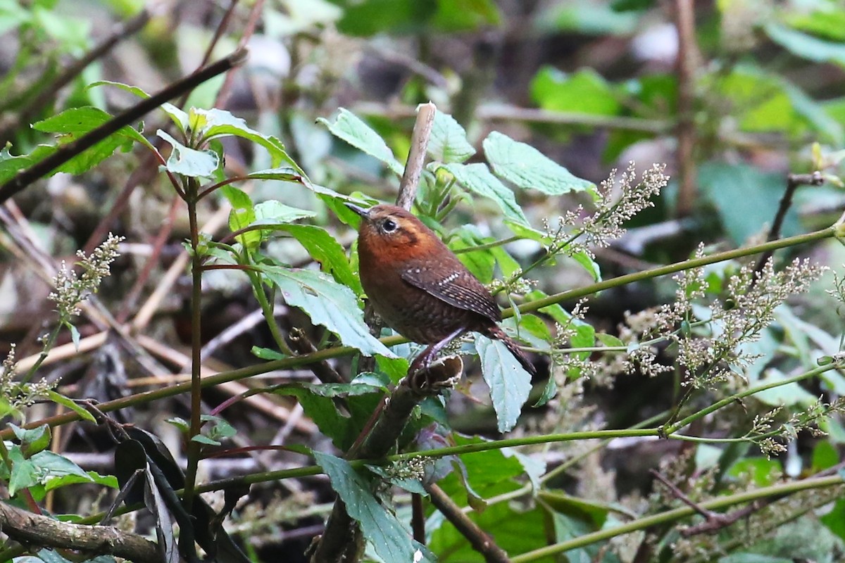 Rufous-browed Wren - Charles Davies