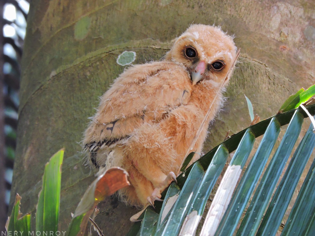 Mottled Owl - ML449582401