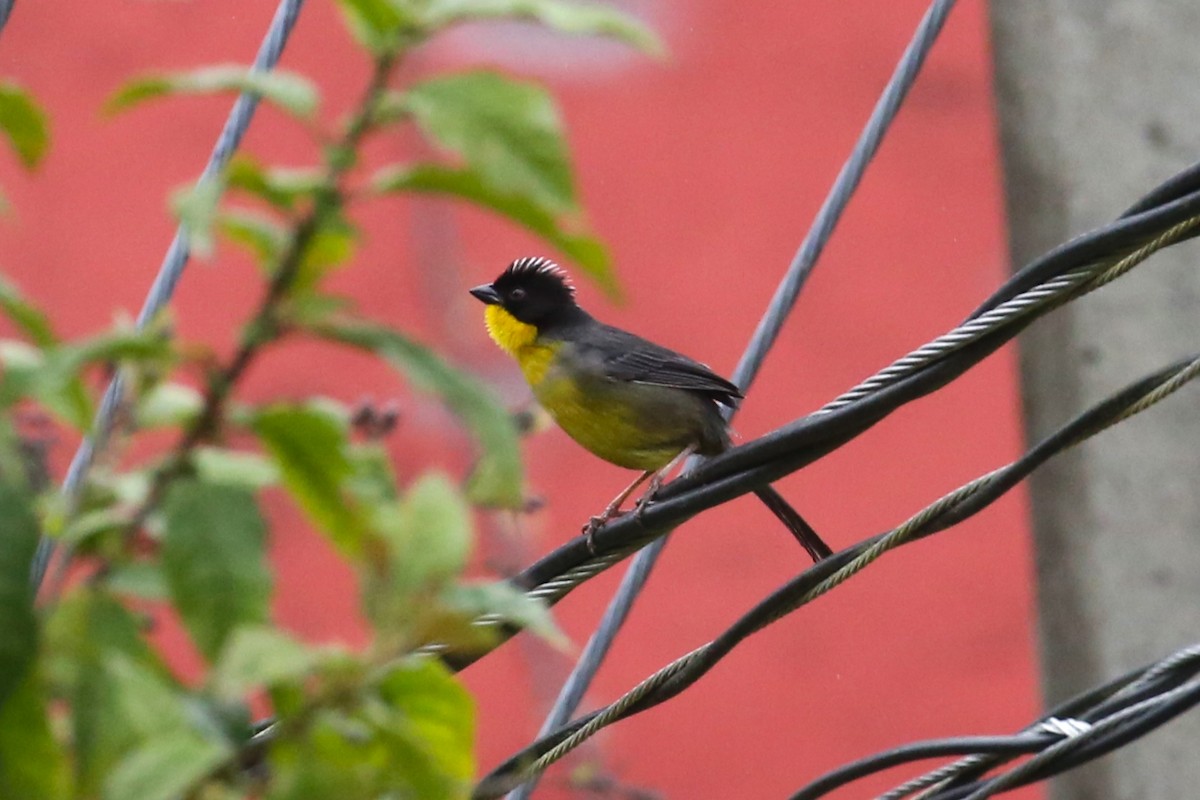 White-naped Brushfinch - Charles Davies