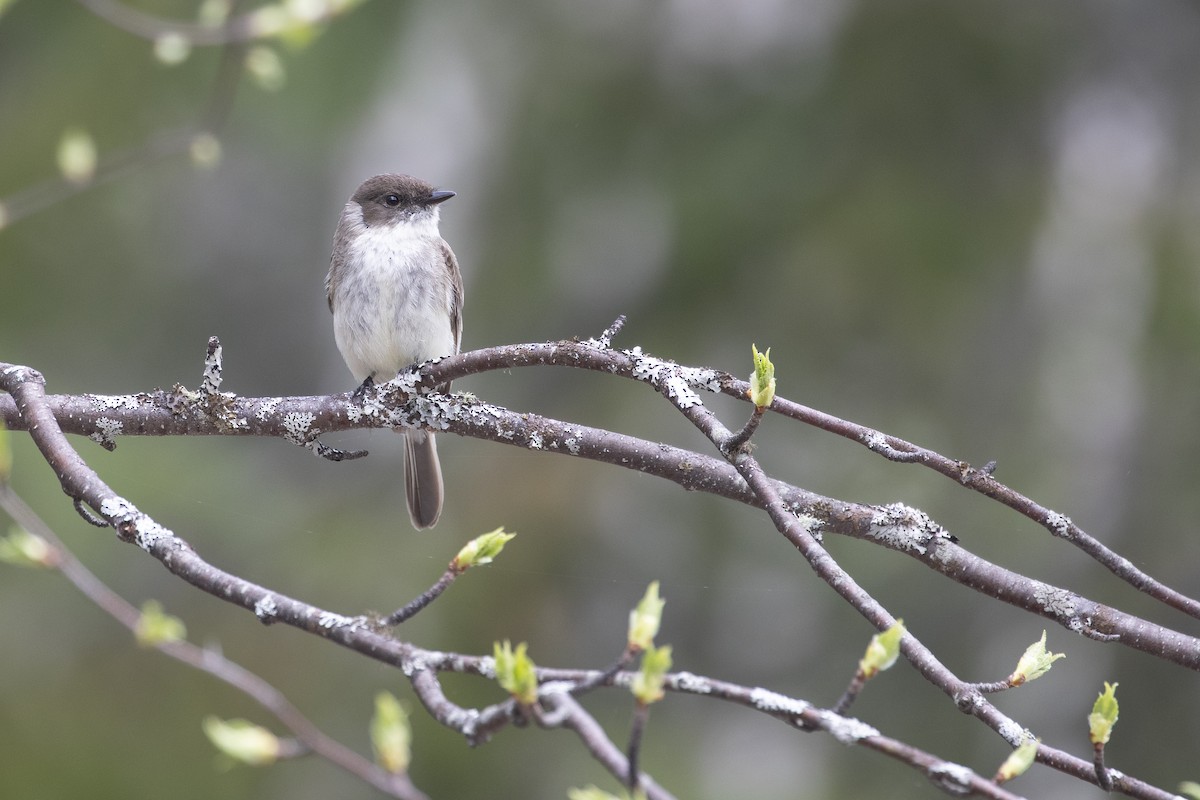 Eastern Phoebe - ML449582881