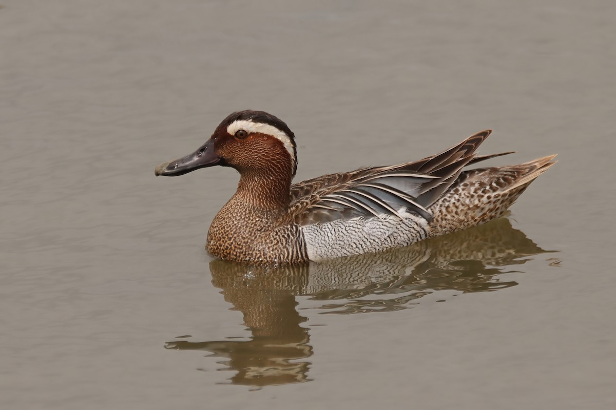 Garganey - Tiago Guerreiro