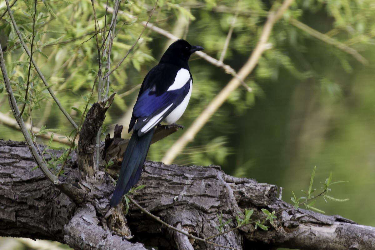 Eurasian Magpie - ML449583731