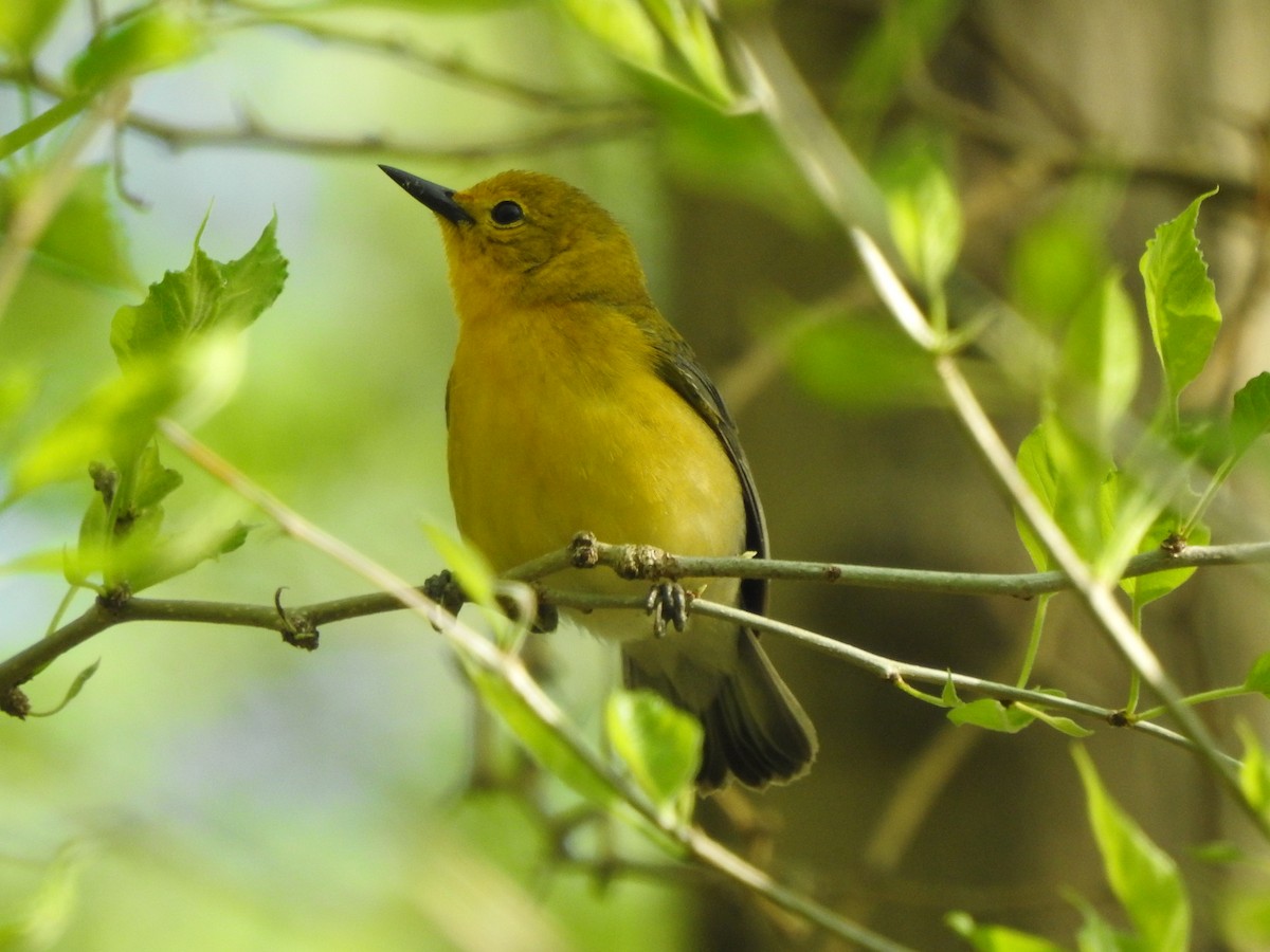 Prothonotary Warbler - ML449585821