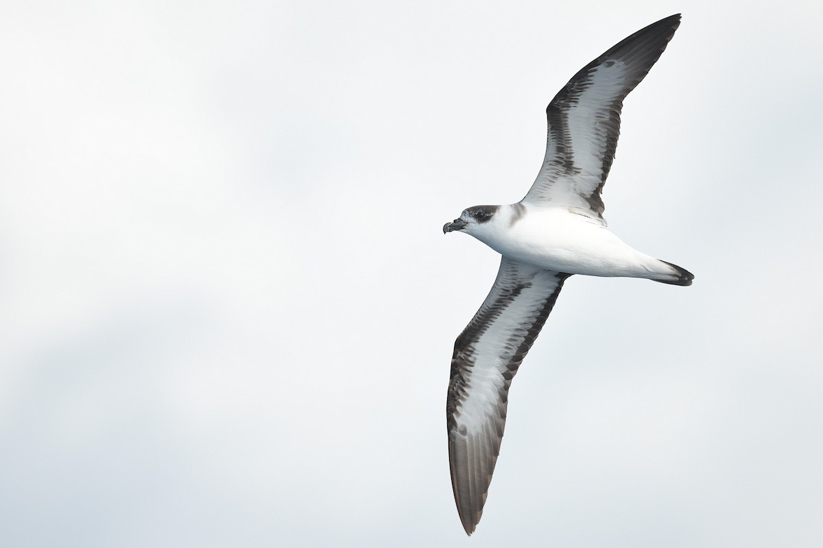 Petrel Antillano - ML449586181