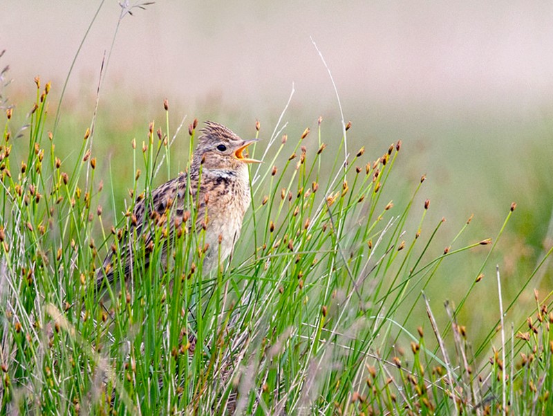 Eurasian Skylark