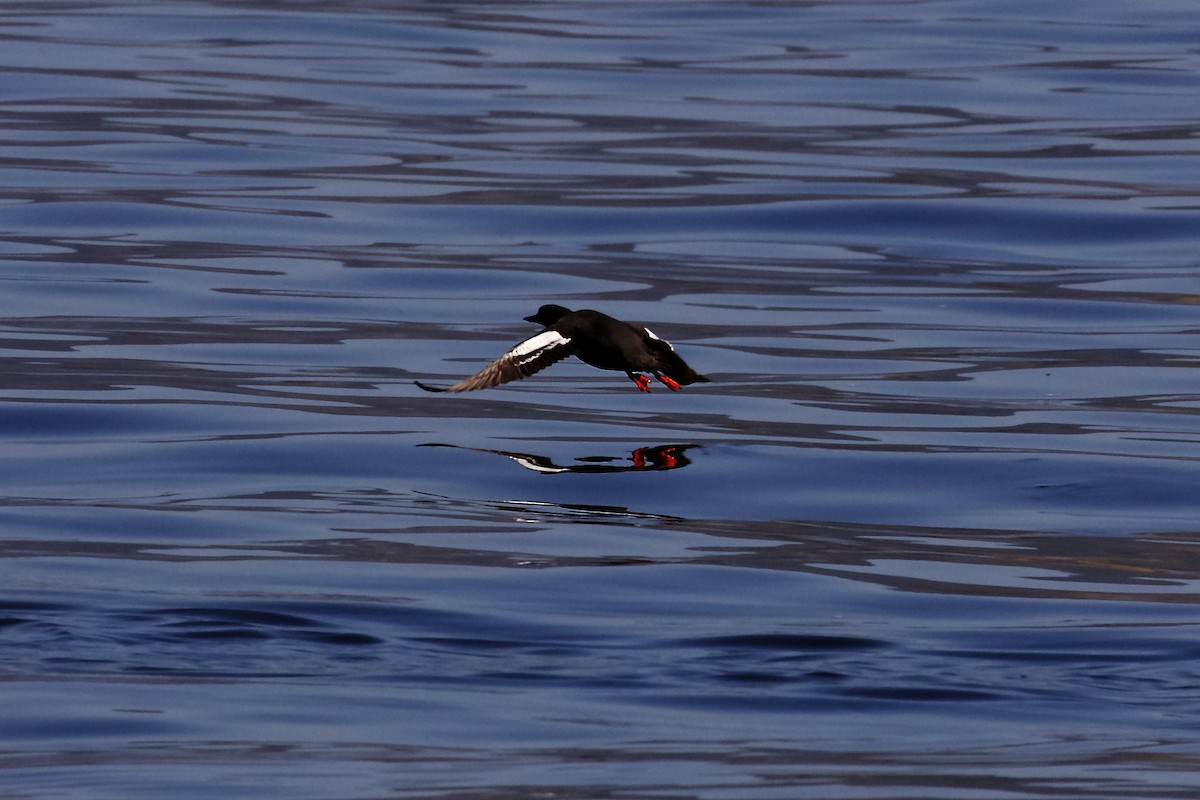 Pigeon Guillemot - ML449587221