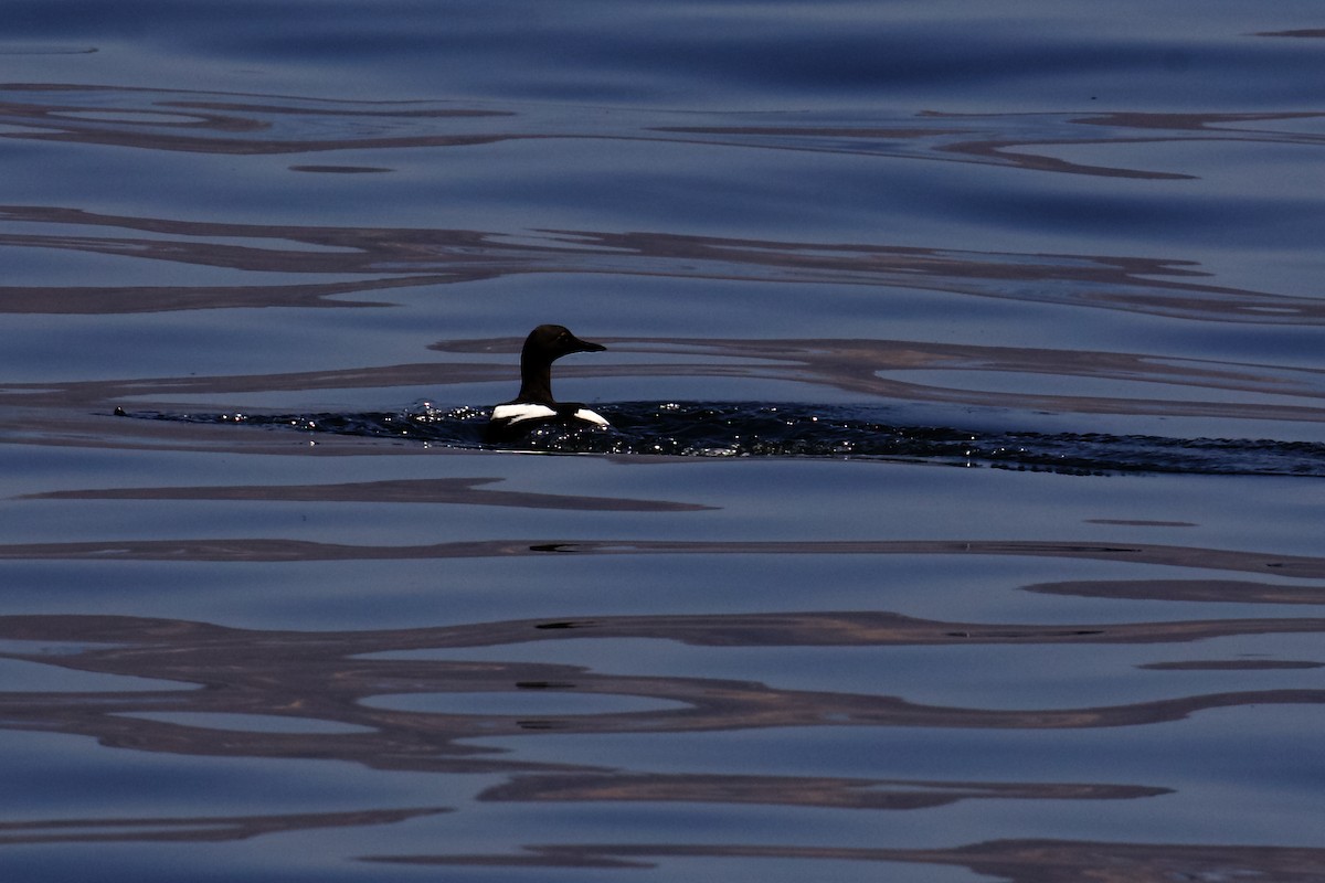 Pigeon Guillemot - ML449587231