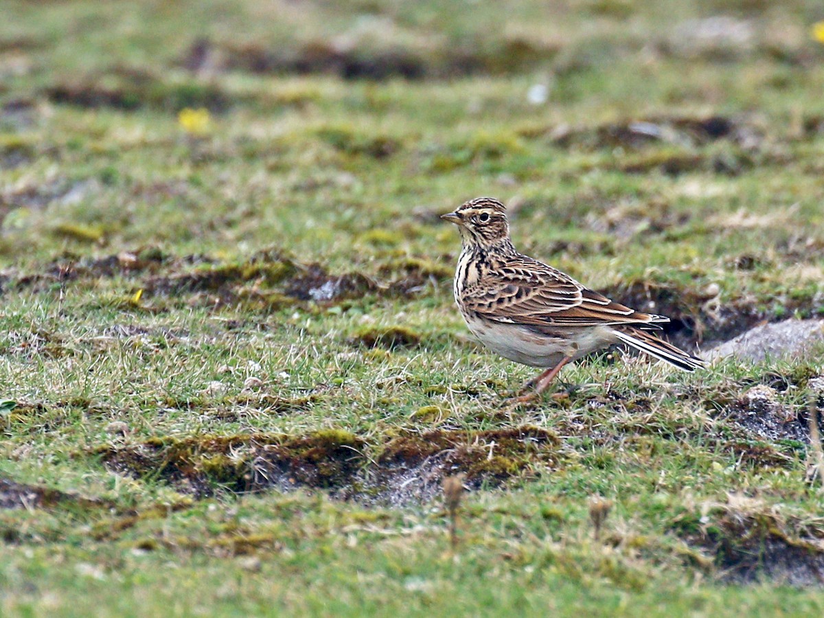 Eurasian Skylark