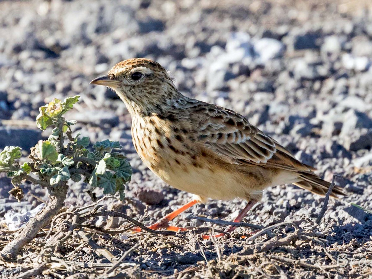 Eurasian Skylark