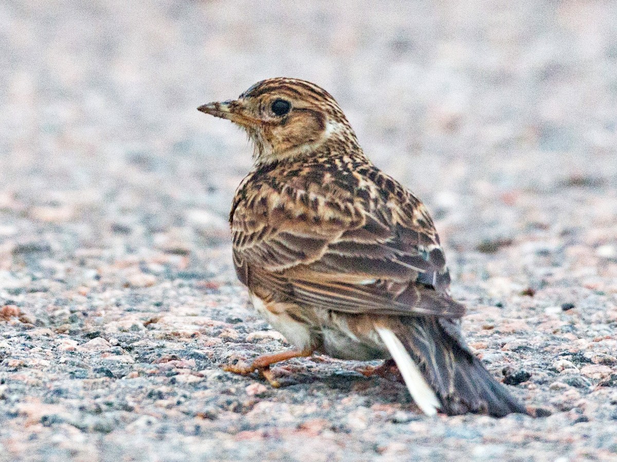 Eurasian Skylark