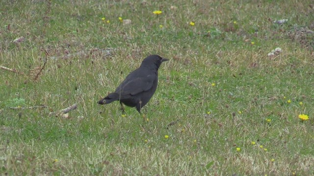 Austral Blackbird - ML449588081
