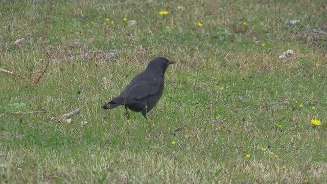 Austral Blackbird - ML449588081