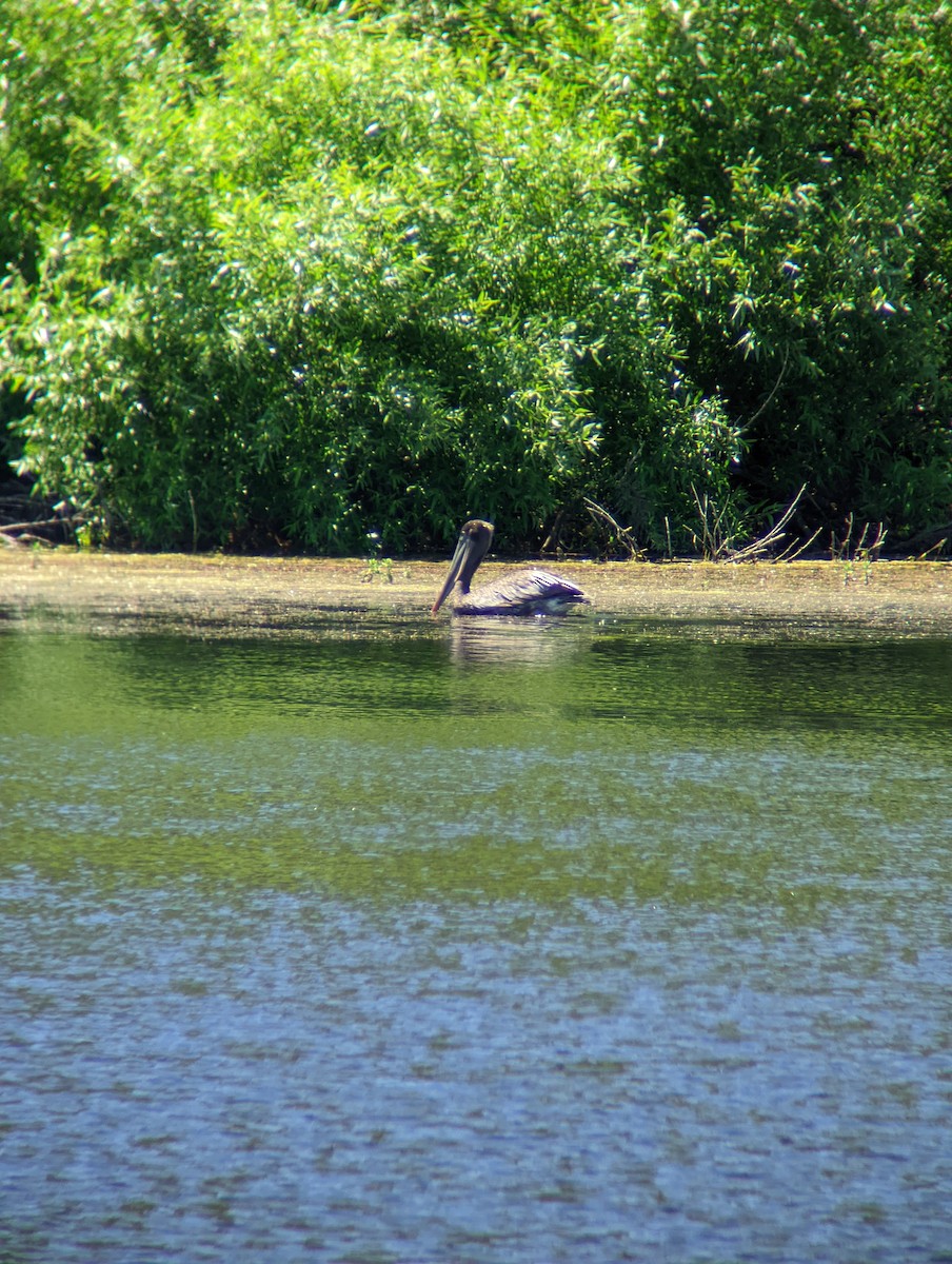 Brown Pelican - ML449589111