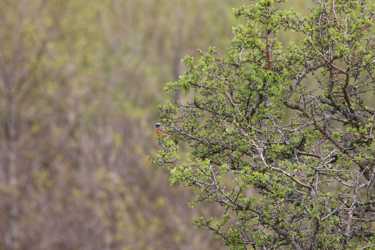 Common Redstart - George Hicks
