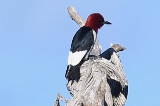 Red-headed Woodpecker - barbara segal