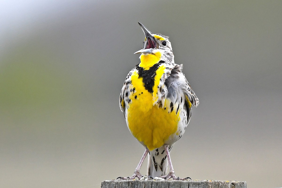 Western Meadowlark - ML449594311