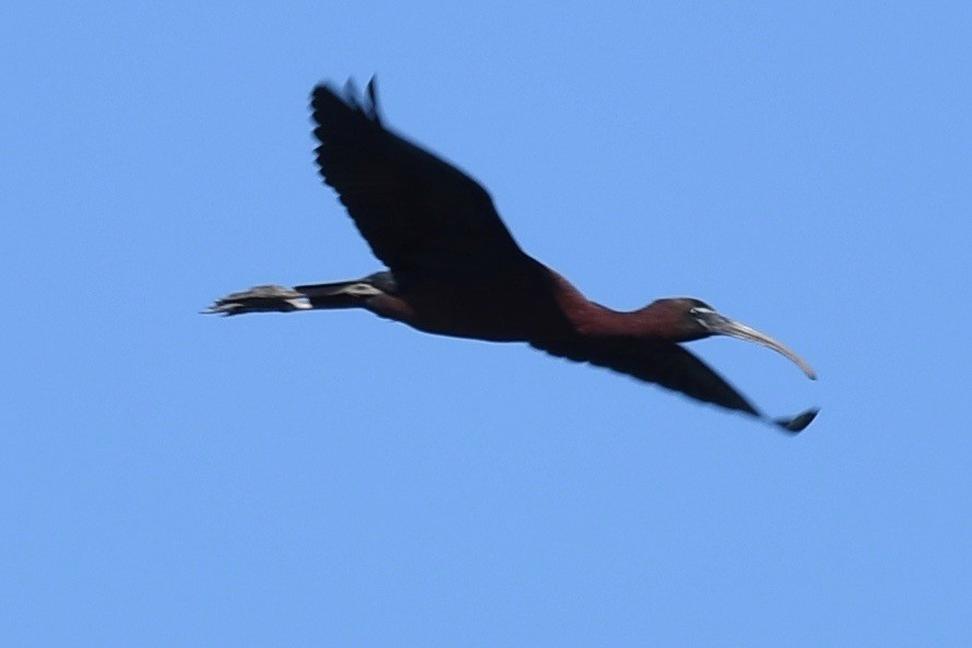 Glossy Ibis - barbara segal