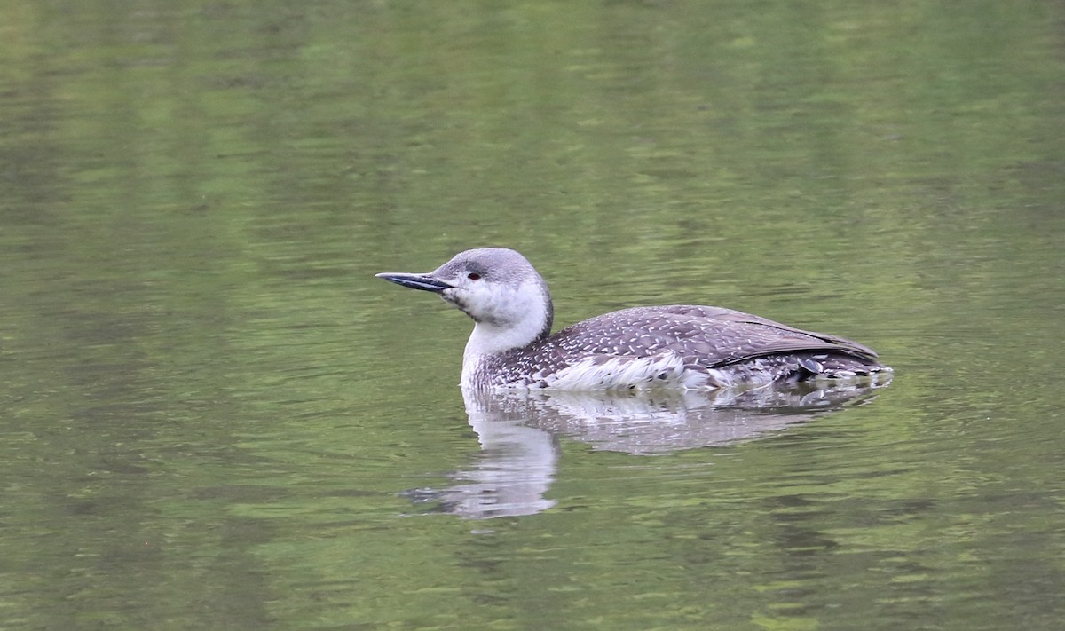 Red-throated Loon - ML449597771