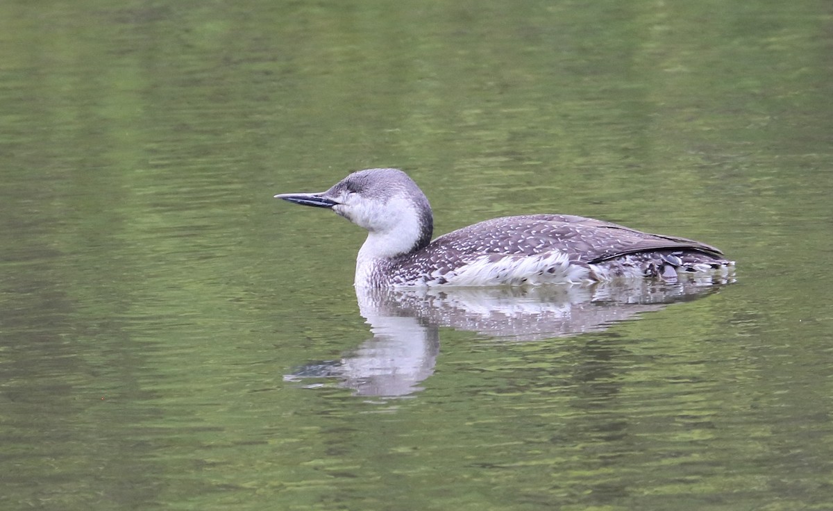 Red-throated Loon - ML449597781