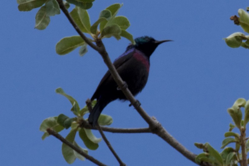 Purple-banded Sunbird - Christiaan van der Hoeven