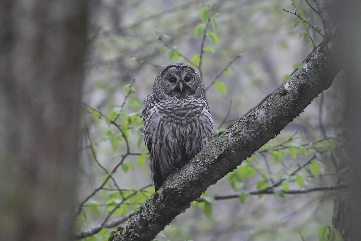 Barred Owl - ML449598871