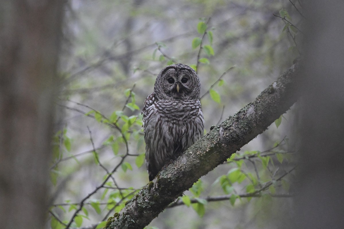 Barred Owl - ML449598881