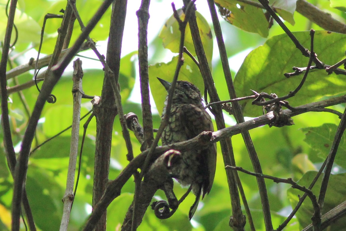 Scaled Piculet - ML449599571