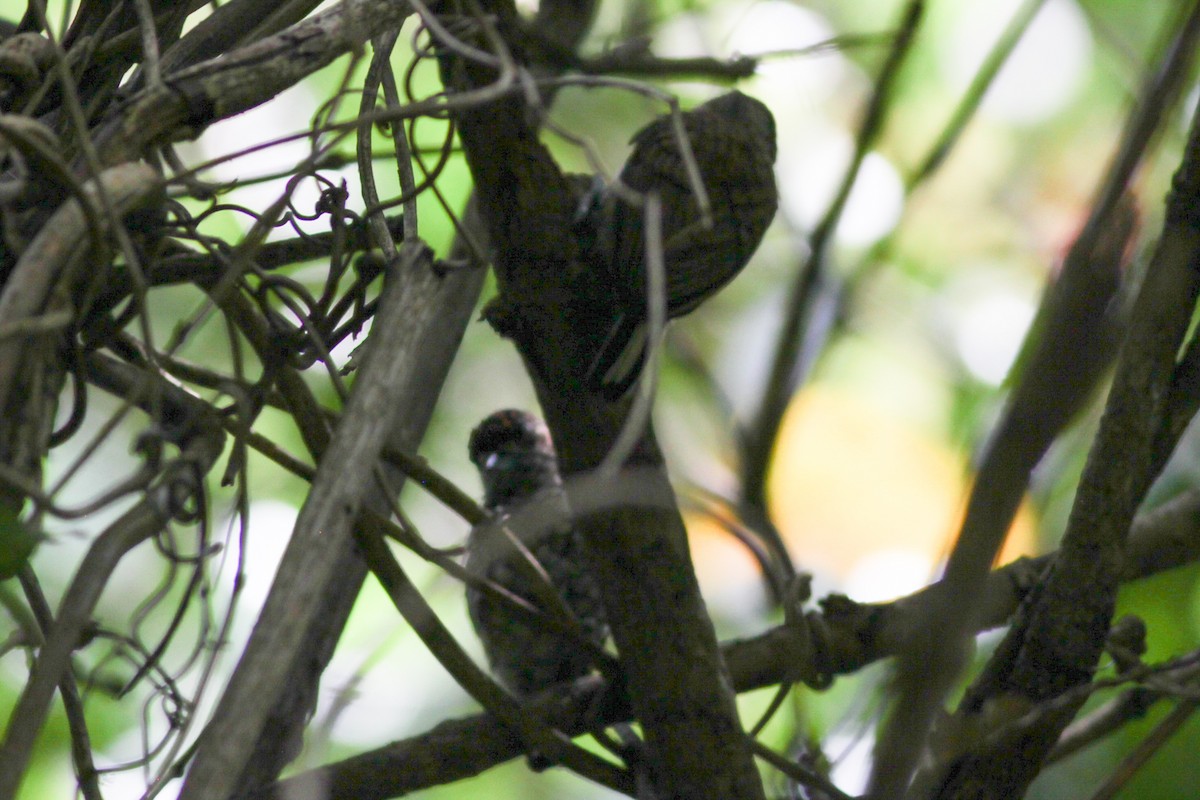 Scaled Piculet - ML449599841