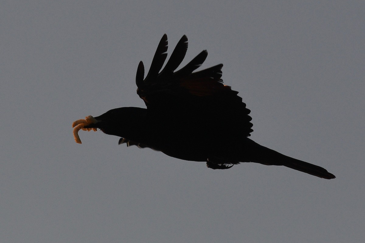 Boat-tailed Grackle - ML449601291