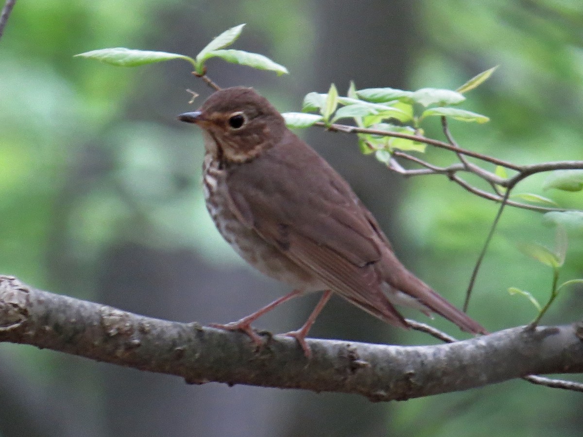 Swainson's Thrush - ML449603191