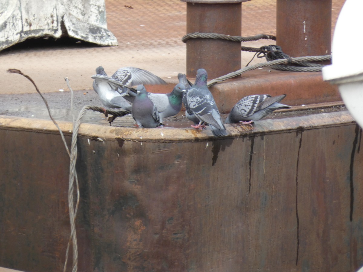 Rock Pigeon (Feral Pigeon) - ML449603231