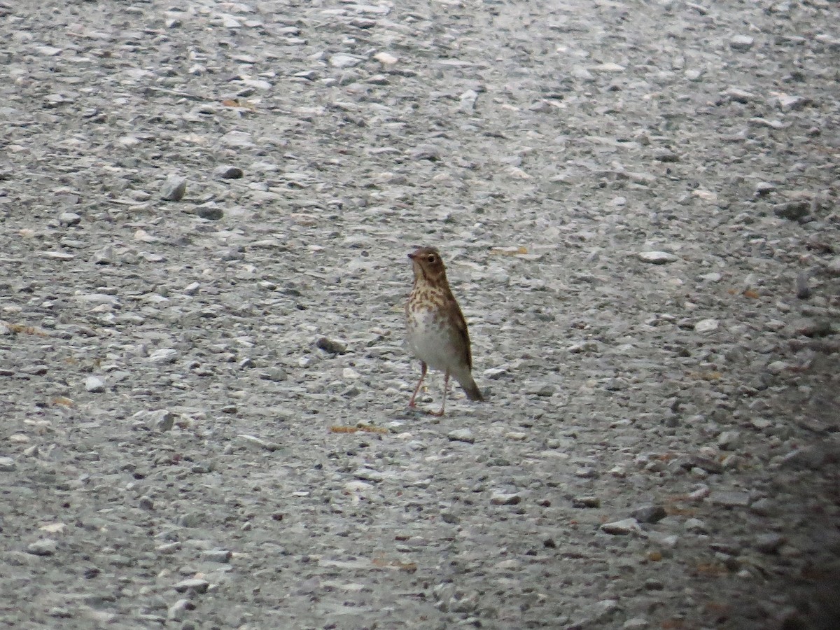 Swainson's Thrush - ML449603511