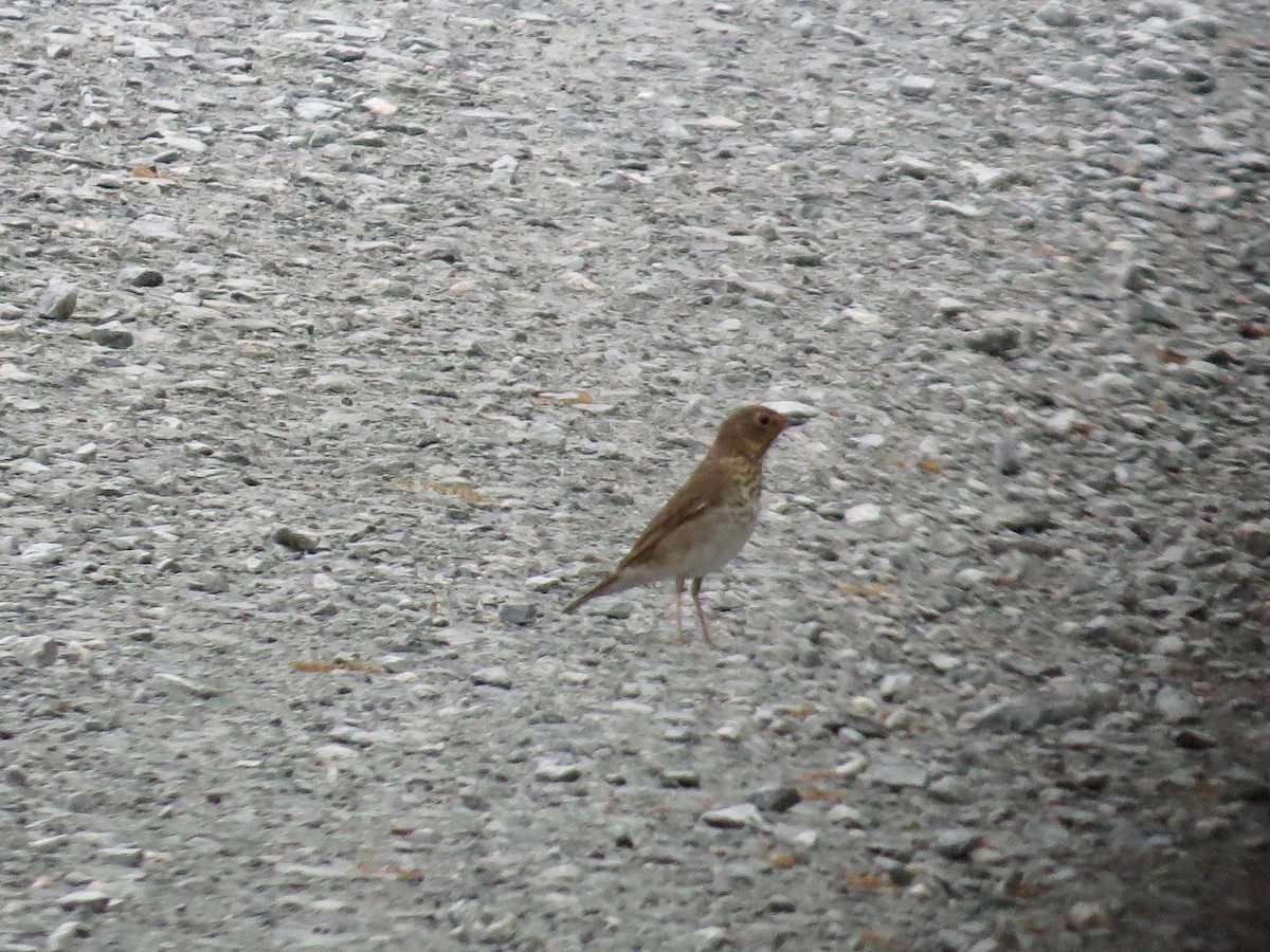 Swainson's Thrush - ML449603801