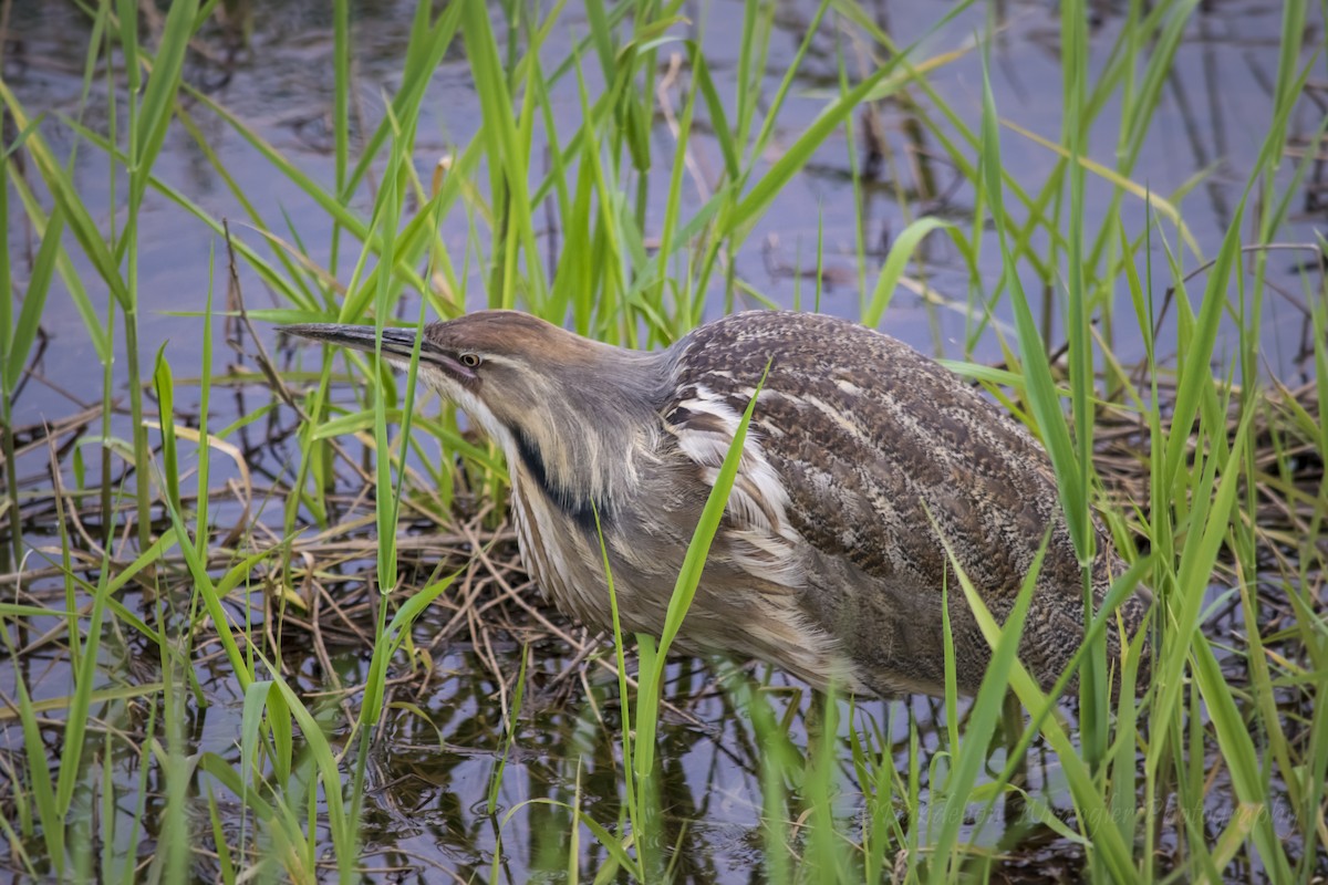 American Bittern - Laura Thomas